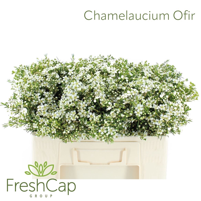 <h4>Chamelaucium Ofir</h4>