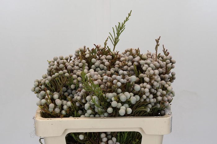 <h4>Kaaps Groen Spray Brunia</h4>