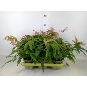 Adiantum hispi. 'Bronze Venus'