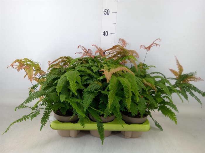 <h4>Adiantum hispi. 'Bronze Venus'</h4>