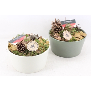 arr4 Amaryllis PL - Ker. rond groen wit