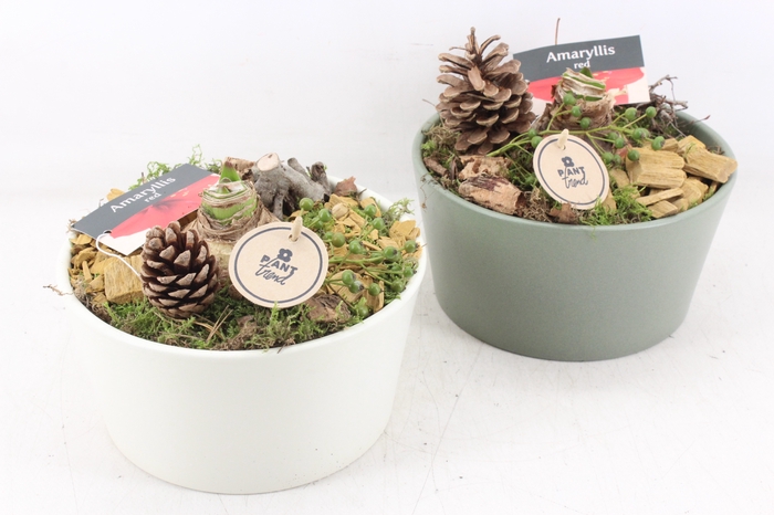 <h4>arr4 Amaryllis PL - Ker. rond groen wit</h4>