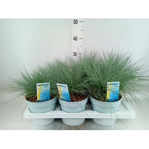 Festuca glauca 'Intens Blue'