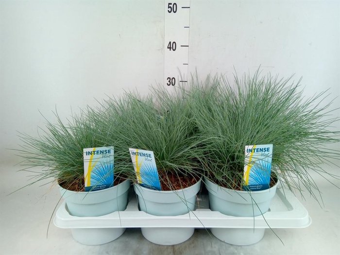<h4>Festuca glauca 'Intens Blue'</h4>