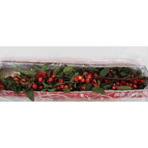 MALUS RED SENTINEL 080CM