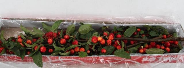 <h4>MALUS RED SENTINEL 080CM</h4>