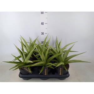 Sansevieria   ...