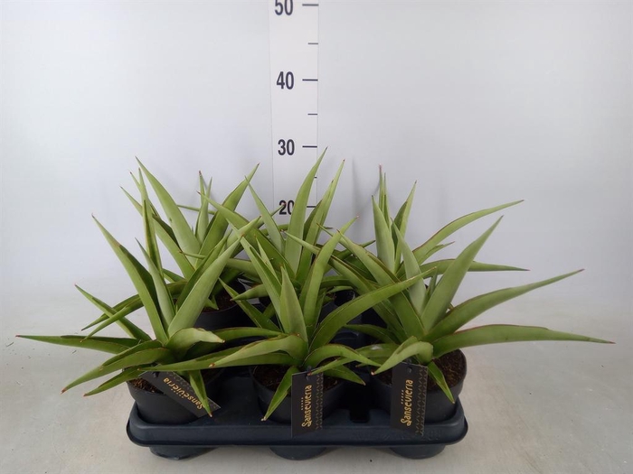 <h4>Sansevieria   ...</h4>