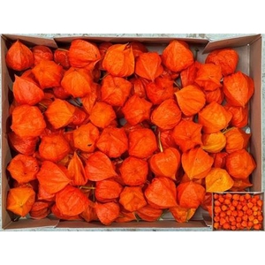 Physalis Lampion Los