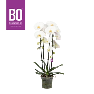 Phalaenopsis wit meer takken