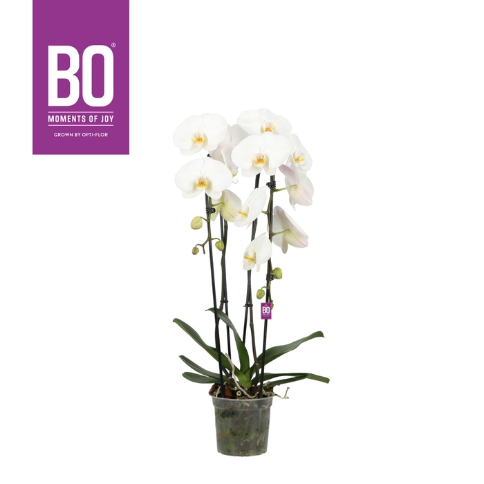 <h4>Phalaenopsis wit meer takken</h4>