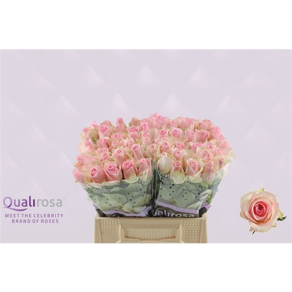 <h4>R Gr Sorbet Avalanche</h4>