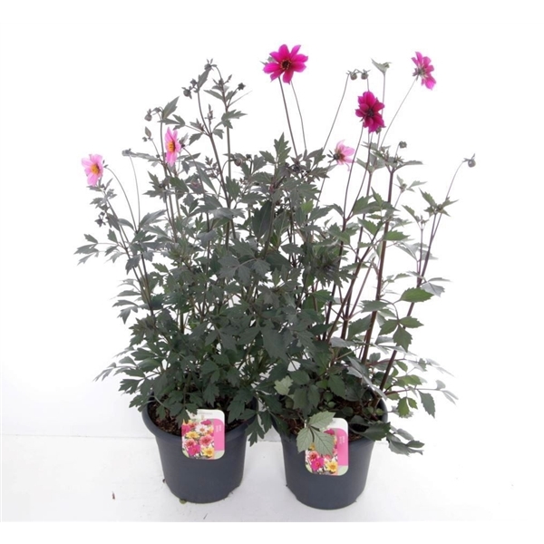Dahlia hybr. Collection mix