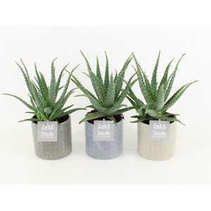 Aloe Arborescens in Gaia keramiek