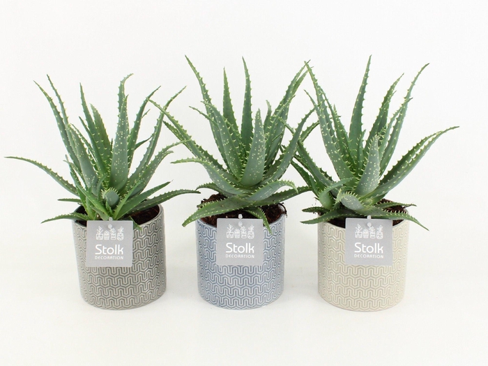 <h4>Aloe Arborescens in Gaia keramiek</h4>