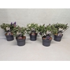 Buddleja Buddleja