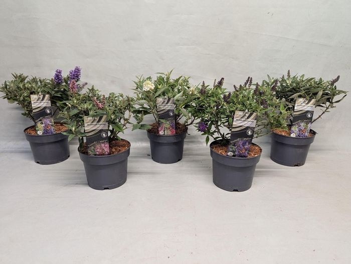 Buddleja Buddleja