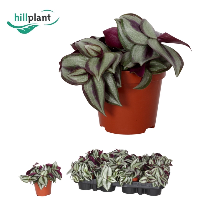 <h4>Tradescantia zebrina 'Purpusii' 9 cm</h4>