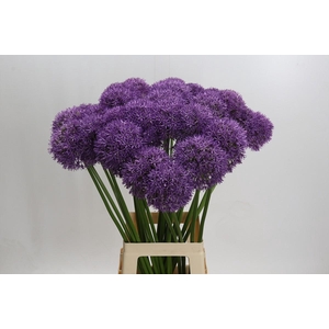 Allium Pinball Wizard