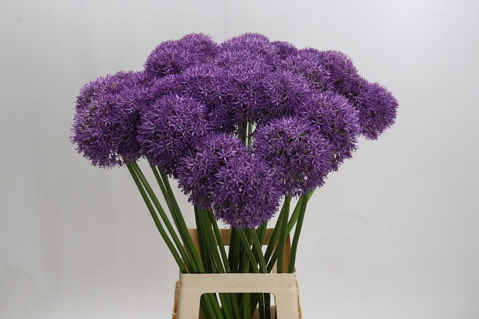 Allium Pinball Wizard