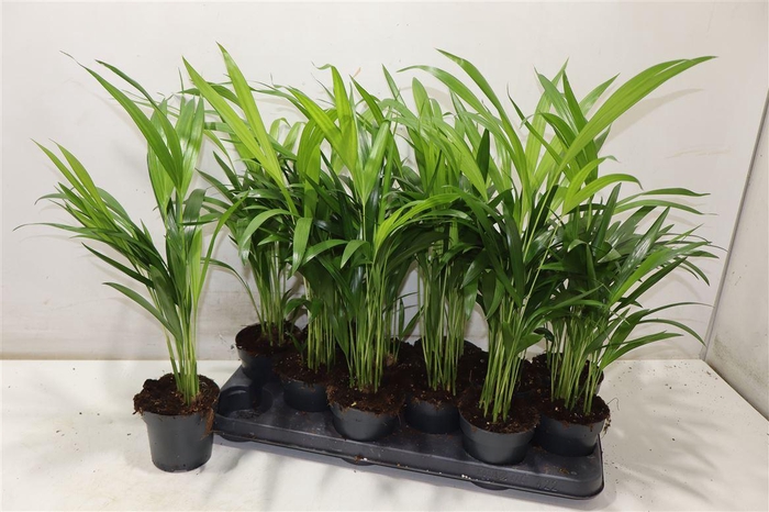 <h4>Dypsis Lutescens</h4>