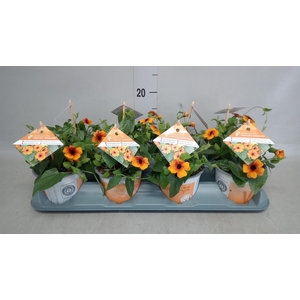 Thunbergia alata 'Orange BlackEye'