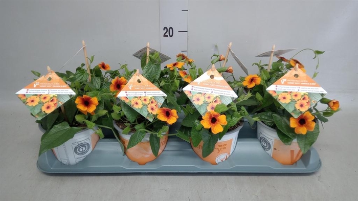 <h4>Thunbergia alata 'Orange BlackEye'</h4>