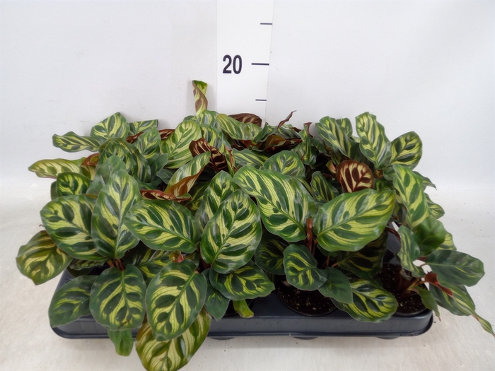 <h4>Calathea makoyana</h4>