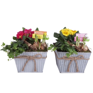 Arr.   Tuinplanten L%