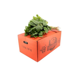 SALAL TIP ORANJE