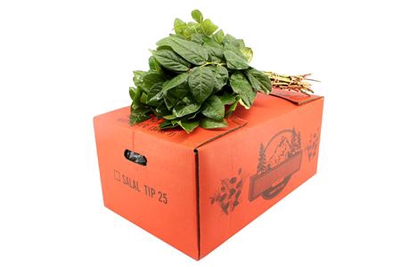 <h4>SALAL TIP ORANJE</h4>