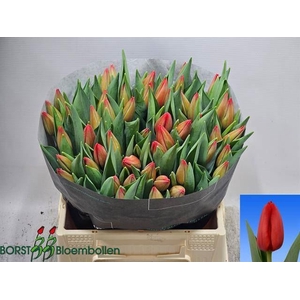 TULIPA EN 'SPOT ON'