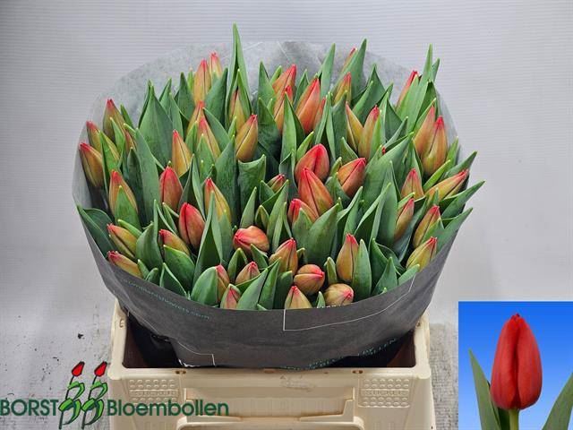 TULIPA EN 'SPOT ON'