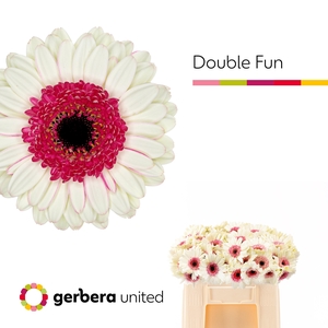 Germini Double Fun Water