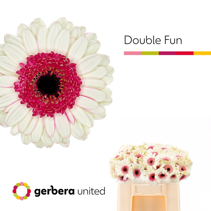 <h4>GE MI DOUBLE FUN</h4>