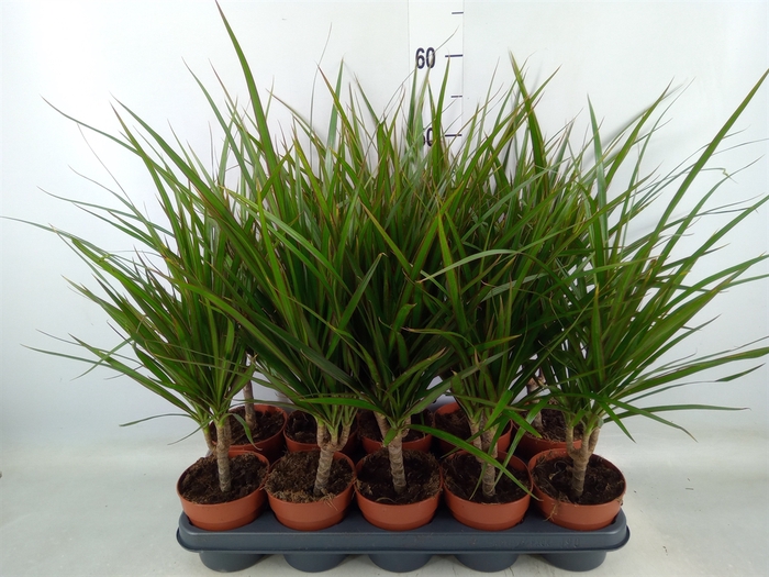 <h4>Dracaena marg.</h4>