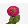 ZINNIA ELEGANS GROEN