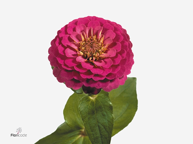 ZINNIA ELEGANS