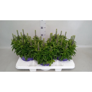 Veronica spicata