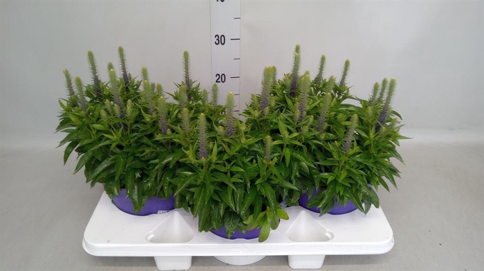 <h4>Veronica spicata</h4>