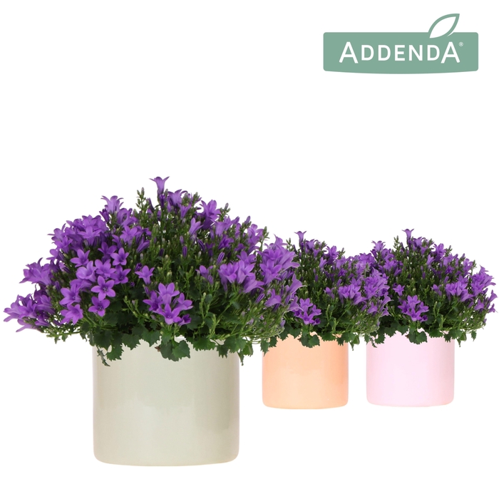 <h4>Campanula Addenda Ambella Intense purple in Funky pot mix</h4>