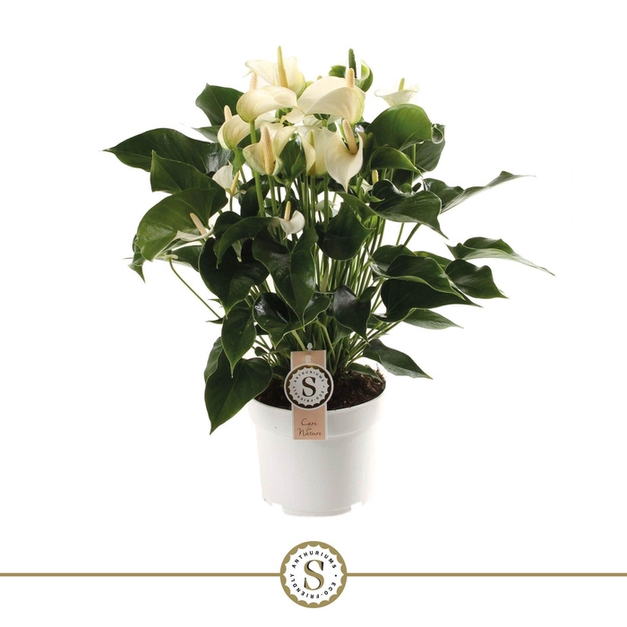 <h4>White Champion 17cm</h4>