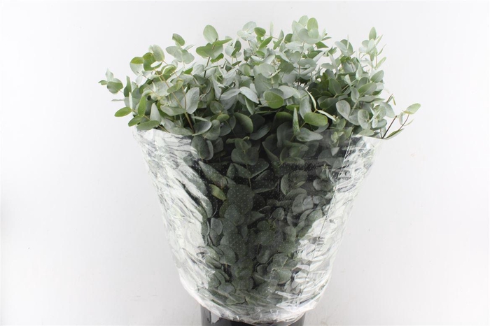 <h4>Euca Cinerea 400 Gram Extra Albenga</h4>