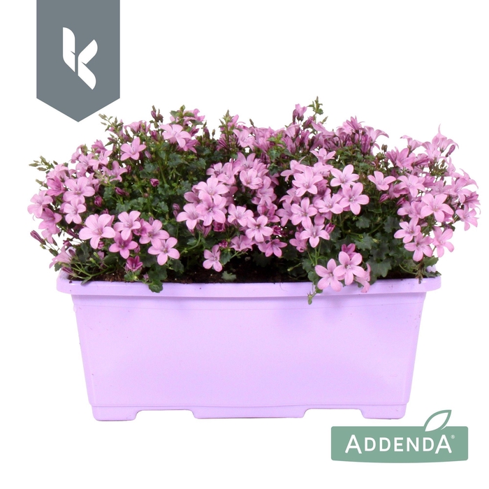 <h4>Campanula Ambella Pink in balkonbak</h4>