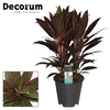 Cordyline Rumba Toef 19 cm (Decorum)