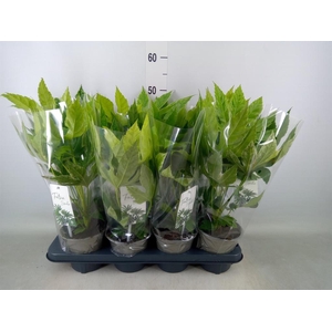 Fatsia japonica 'Variegata'