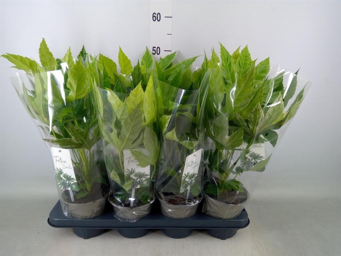 <h4>Fatsia japonica 'Variegata'</h4>