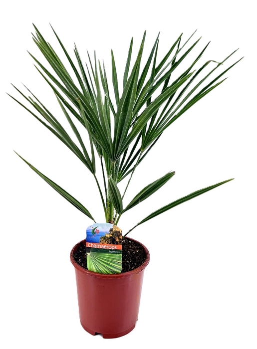 <h4>Chamaerops humilis</h4>