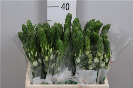 <h4>Ornit Thy Milky Way</h4>