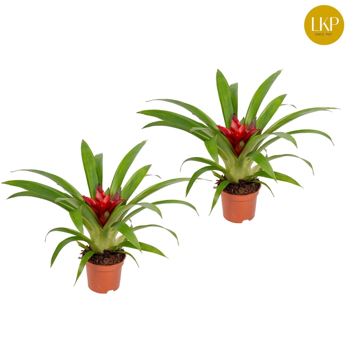 <h4>Guzmania Blitz Rood (Zonder Hoes)</h4>